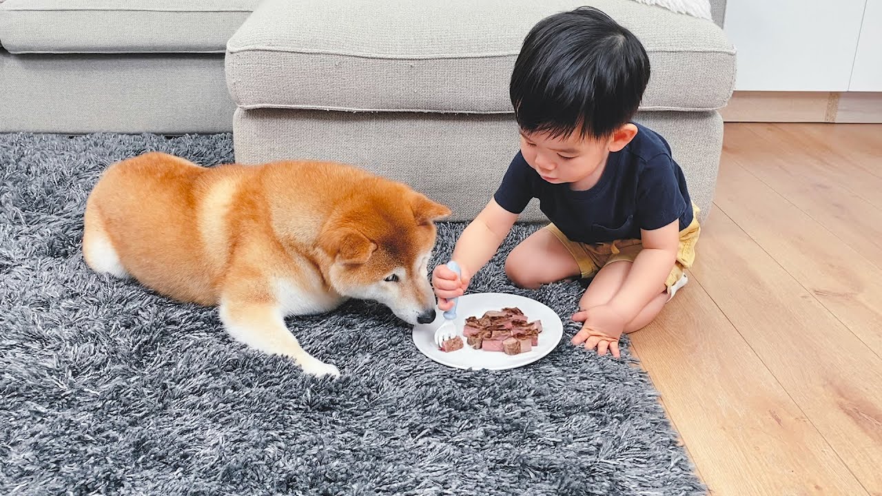 小主人餵狗狗吃牛扒過生日，柴犬在旁邊乖乖等投餵，畫面太溫馨了！