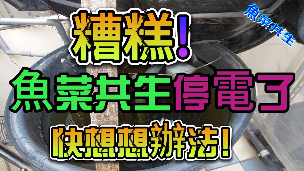 糟糕魚菜共生停電了快想想辦法/魚菜共生/生活日誌