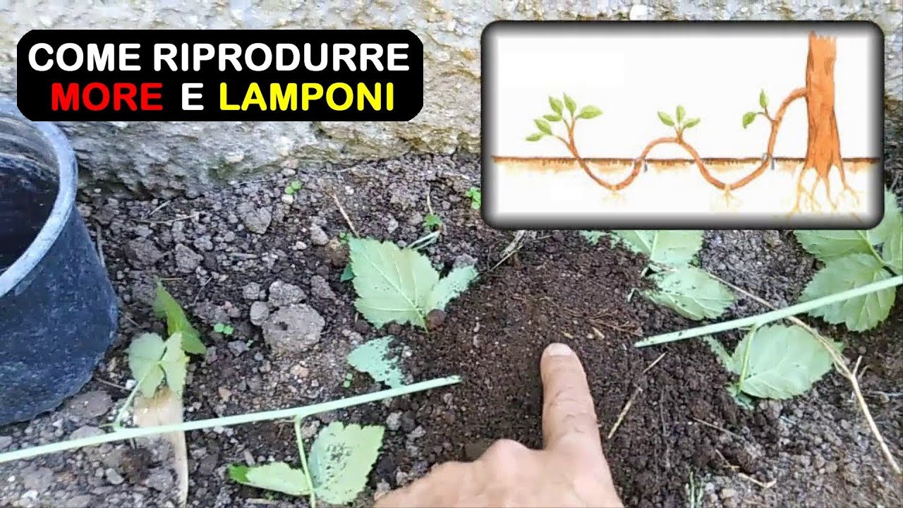 RIPRODURRE MORE E LAMPONI