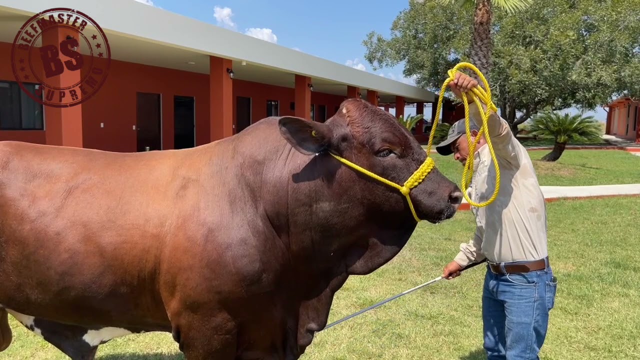 SELECCIÓN DE UN MACHO BEEFMASTER. BEEFMASTER SUPREMO EPISODIO 6