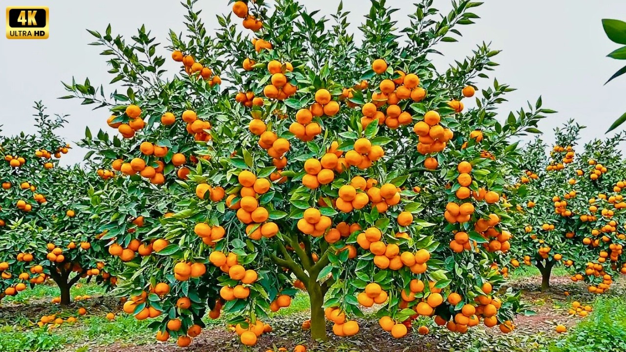 Explore the World&rsquo;s Largest Mandarin Orange Orchard in Rural Italy | Orange Harvest & Countryside