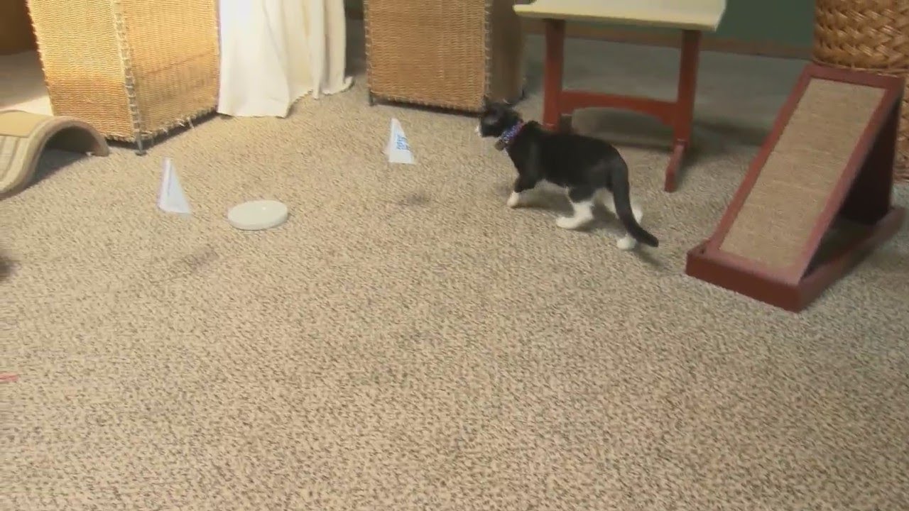 Invisible Fence for Cats