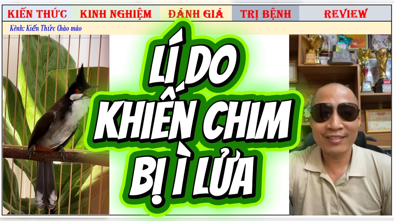 Các lí do khiến Chim bị ì Lửa hiện nay và giải pháp khắc phục