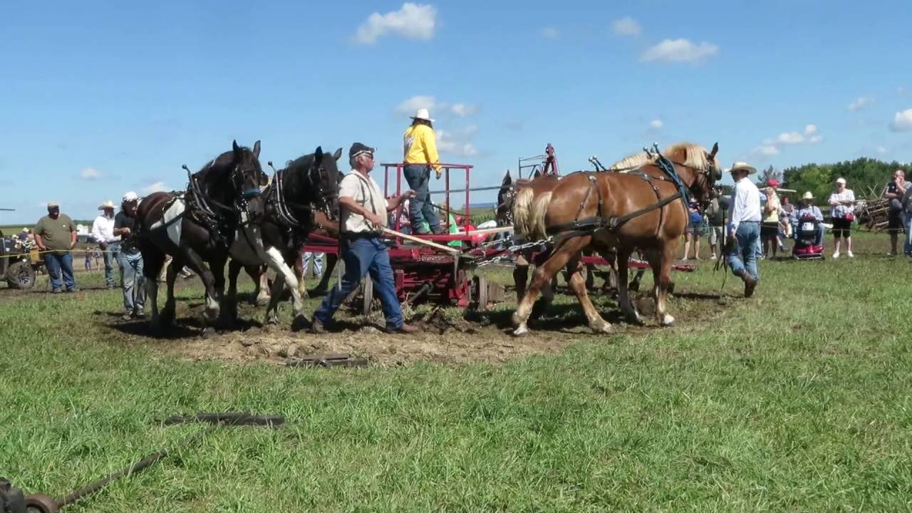 Horse Powered Threshing