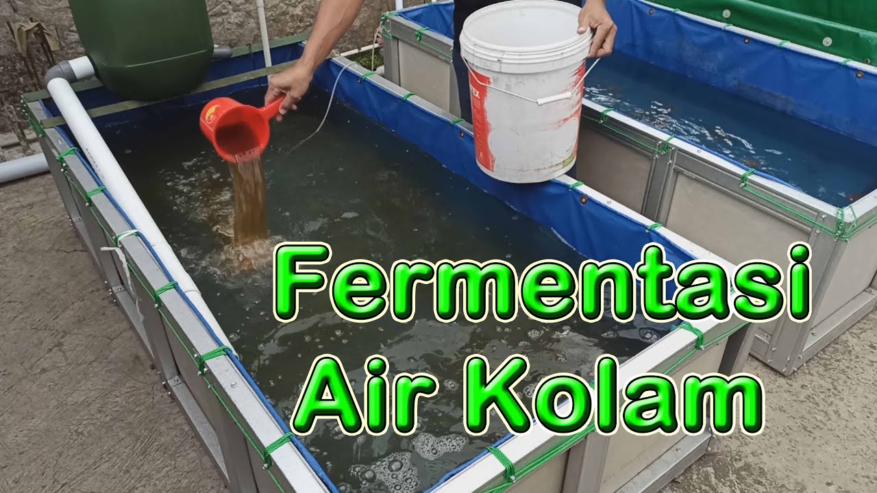 Lakukan Pengolahan Air kolam terlebih Dahulu Sebelum Penebaran Burayak Ikan