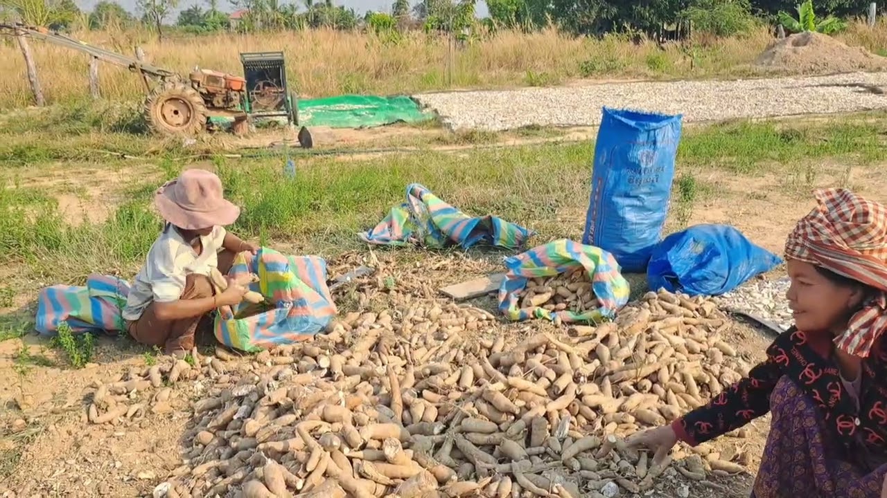 គ្រួសារបងញ៉នហាលដំឡូង