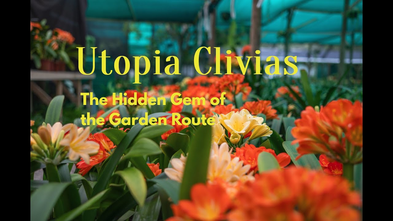 Utopia Clivias, the hidden Gem of the Garden Route / Rare & Unusual Clivia Breeding