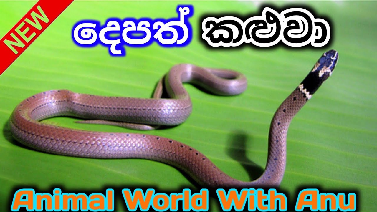 දෙපත් කළුවා ගැන විස්තර|Slender Coral snake|ගැන විස්‍තර|සිංහල
