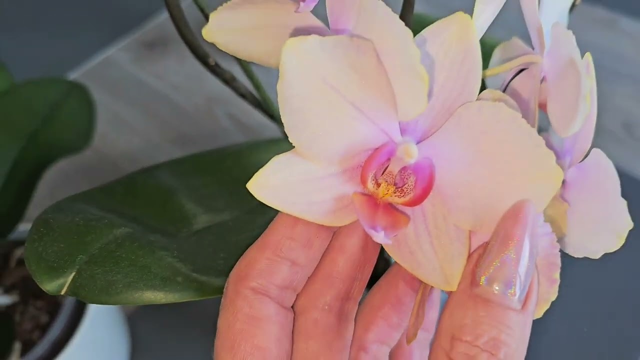 Orchideen Fonda und Amodoro.