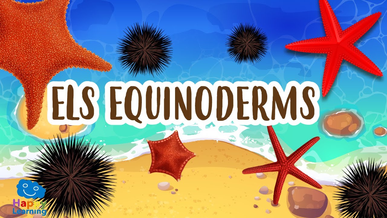 Els equinoderms | Vídeos educatius per a nens en llengua catalana