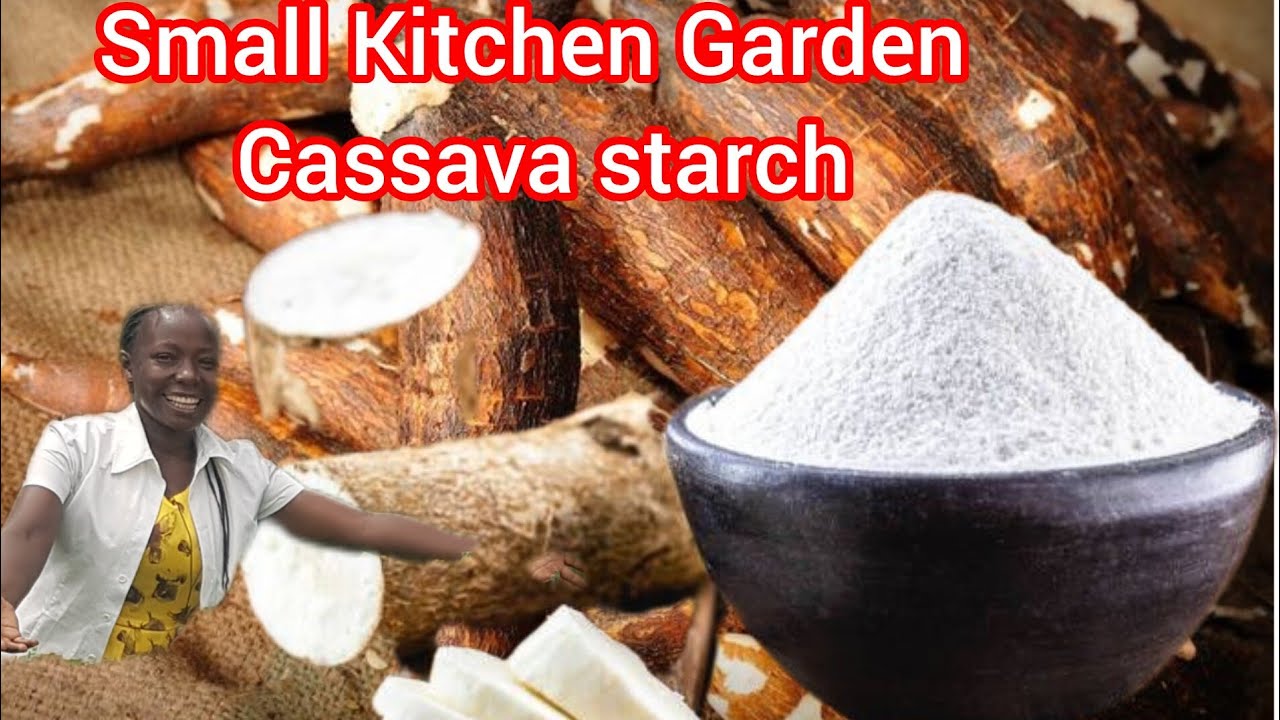 Small Productive Kitchen Garden Produce,Making Cassava Starch From Our Small Kitchen Garden Cassava