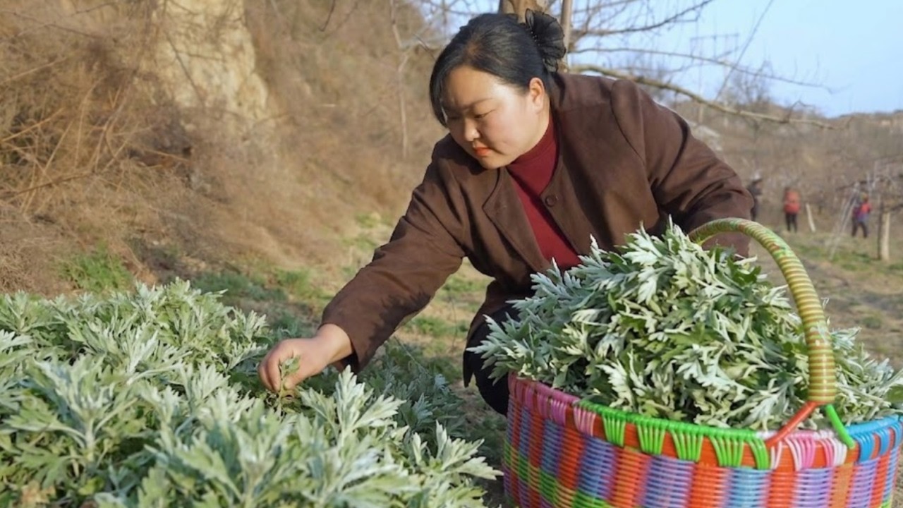 【陕北霞姐】挖野菜被老公吐槽，霞姐反手一碗白蒿拉面，让他连汤都喝光！