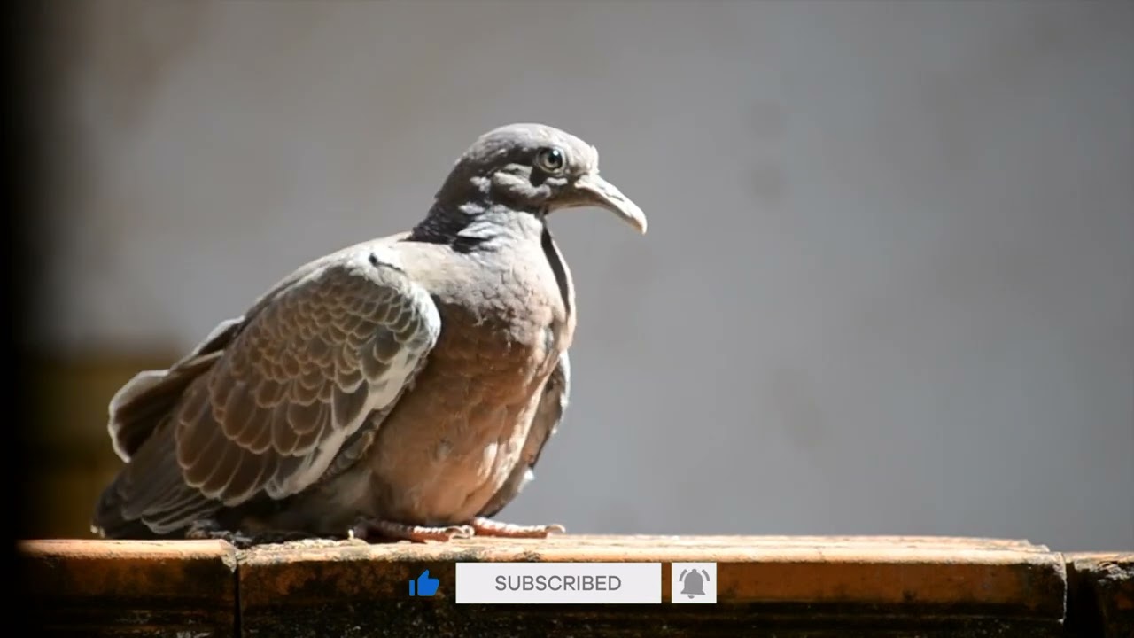 How to Feed Small Baby Pigeons| Pigeons Videos | Pigeons Tips Videos@