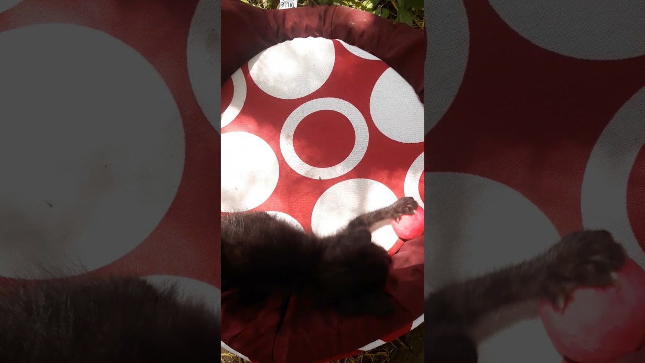 Gato Negro Jugando (Dago)