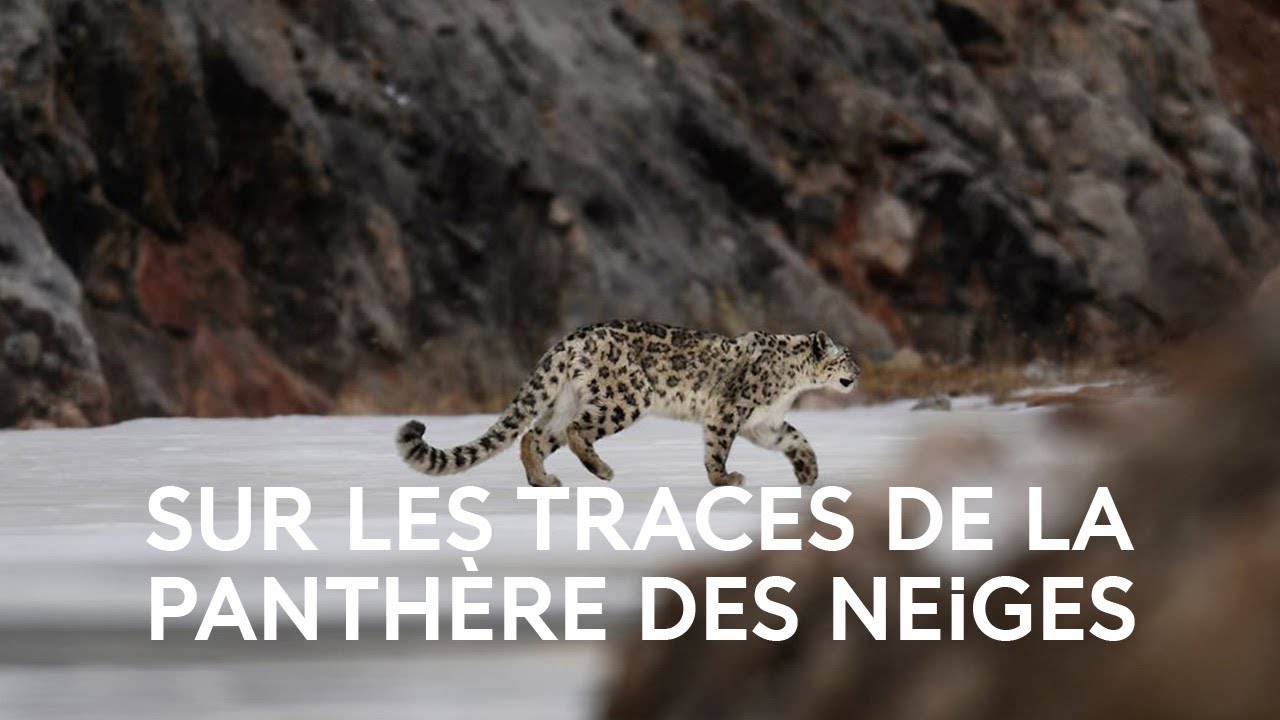 Dans les secrets de la vie sauvage avec Vincent Munier - La science expliquée aux 8-12 ans