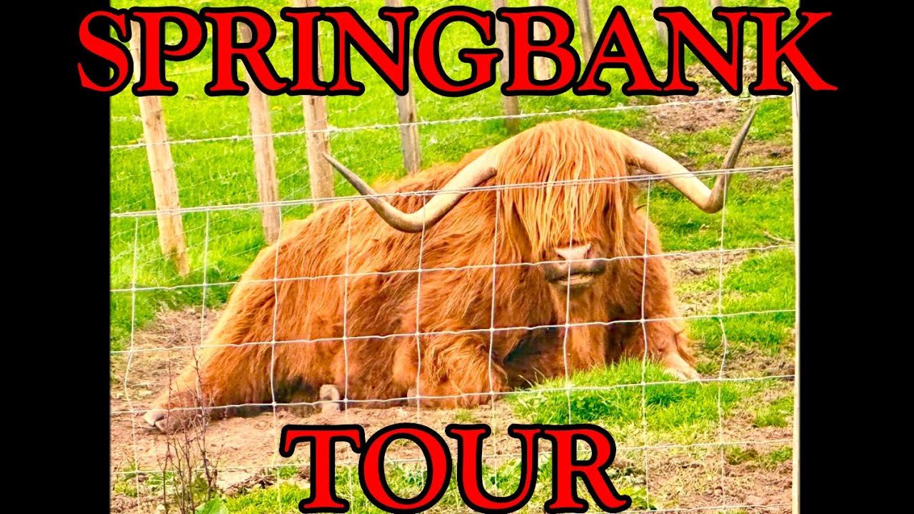 Springbank Distillery Tour 2024 - the best Scotch Distillery tour