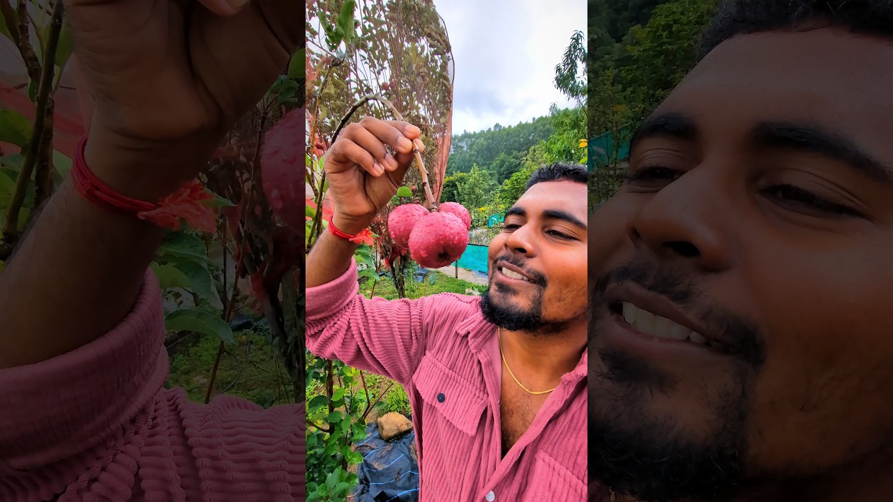 🤯💯நம்ம ஊர்ல💥APPLE🍎🍏🥵விளையுமா❓❗😱🔥🤩#kashmirapple #munnar #kanthalloor #wayanad