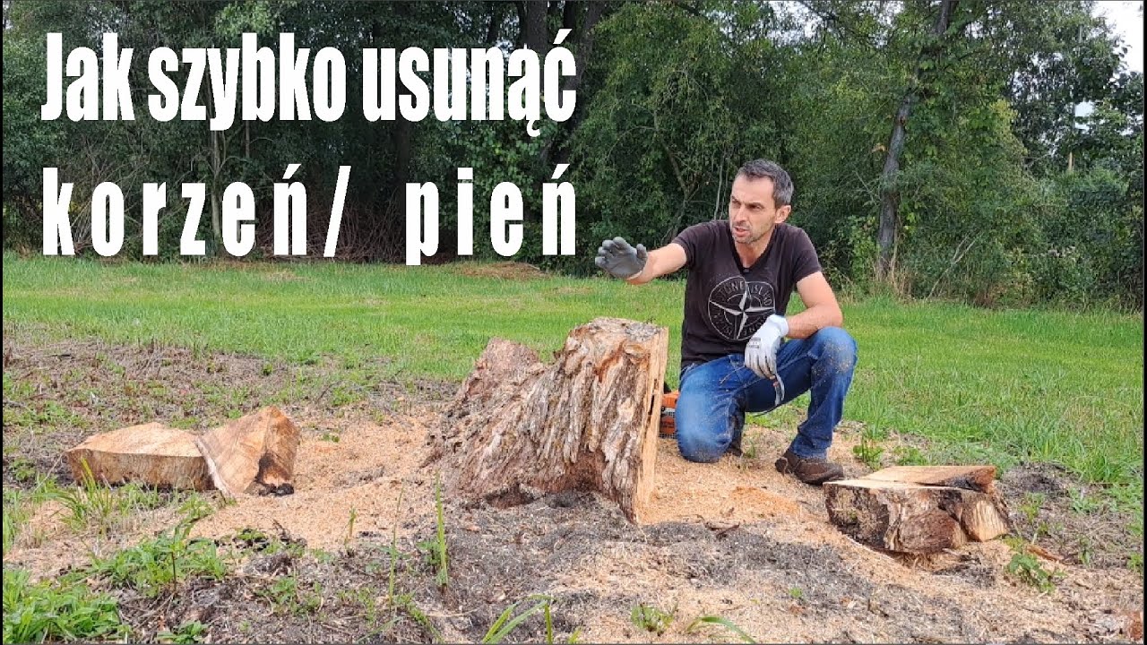 Jak pozbyć się pnia po ściętym drzewie. Najprostszy spos&oacute;b S&oacute;l epson- siarczan magnezu