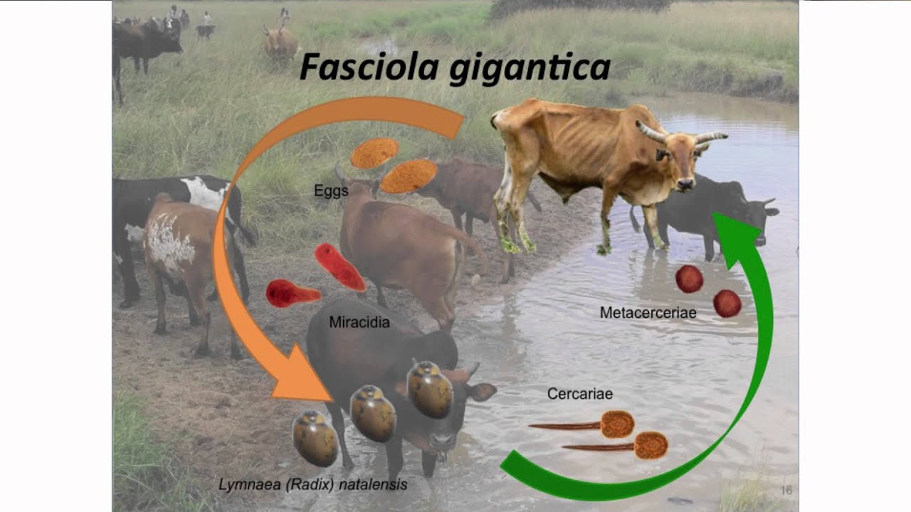 Prof Mark Eisler -A One Health Approach to Water-Borne Trematode Infections of Man and Livestock