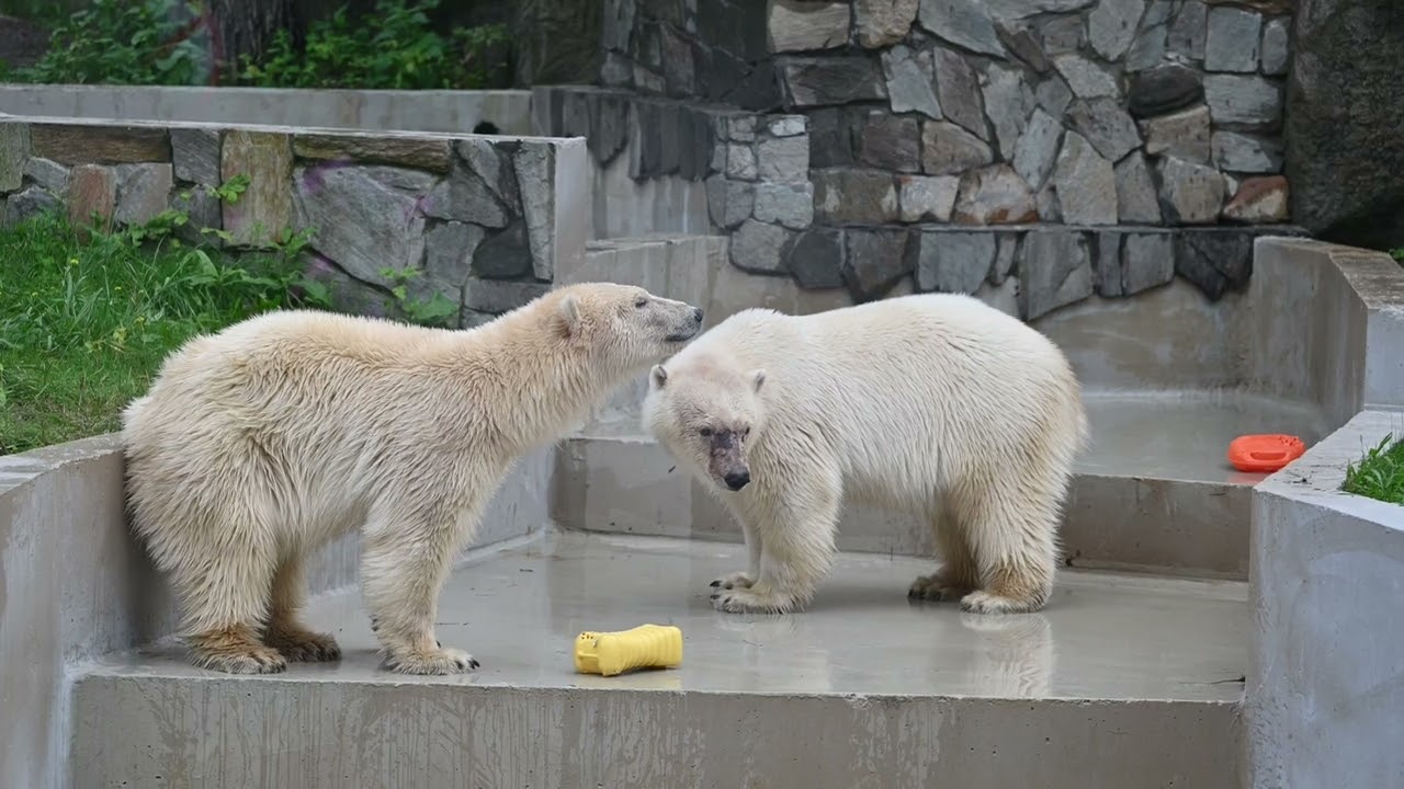 2024/09/13 ノボシビルスク動物園　ホッキョクグマ　ベルカ、ストレルカ　湯たんぽおもちゃ
