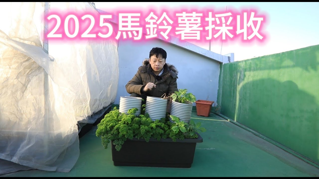 2025馬鈴薯採收【2025/01/28】