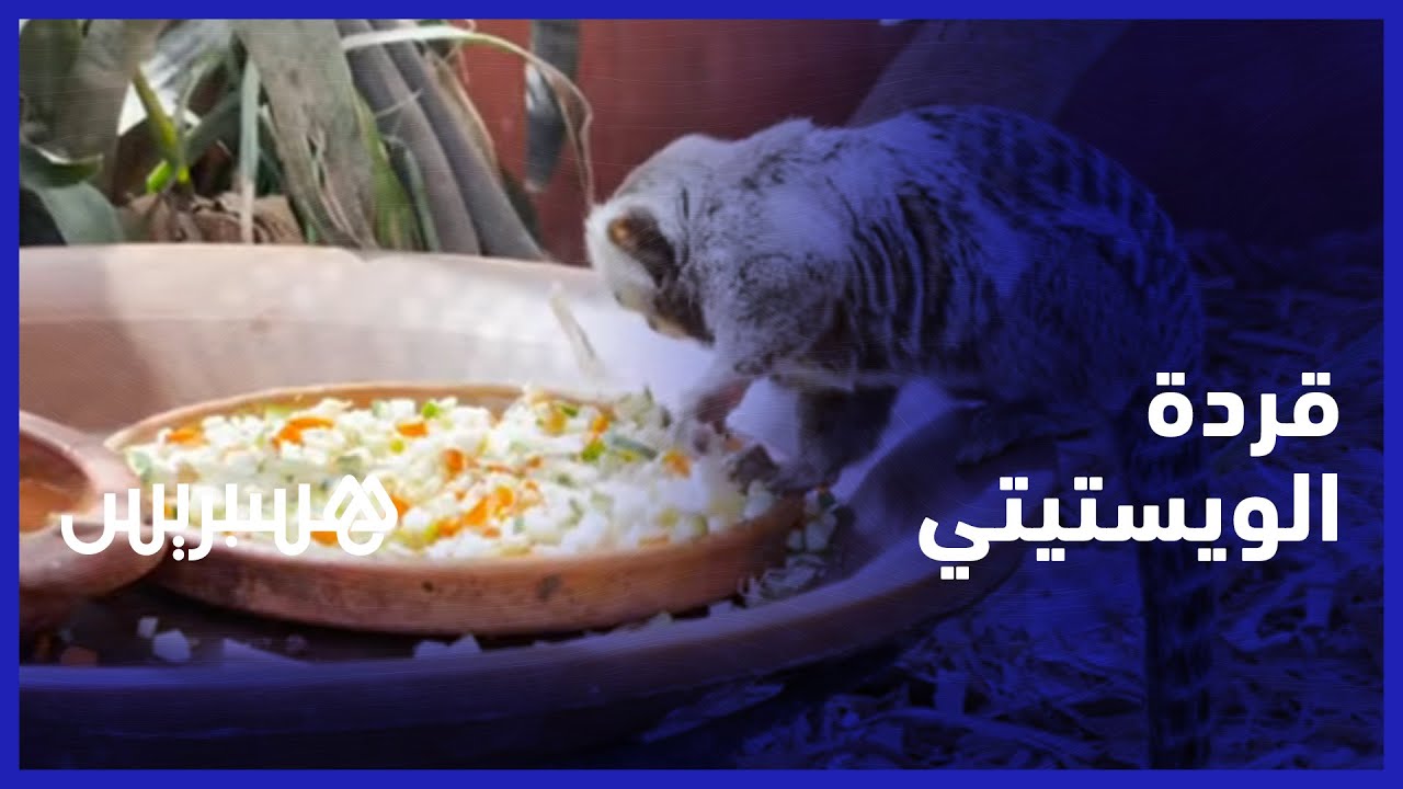 قردة الويستيتي في كروكوبارك أكادير.. فصيلة مهددة بالانقراض تستقطب الزوار بعاصمة سوس
