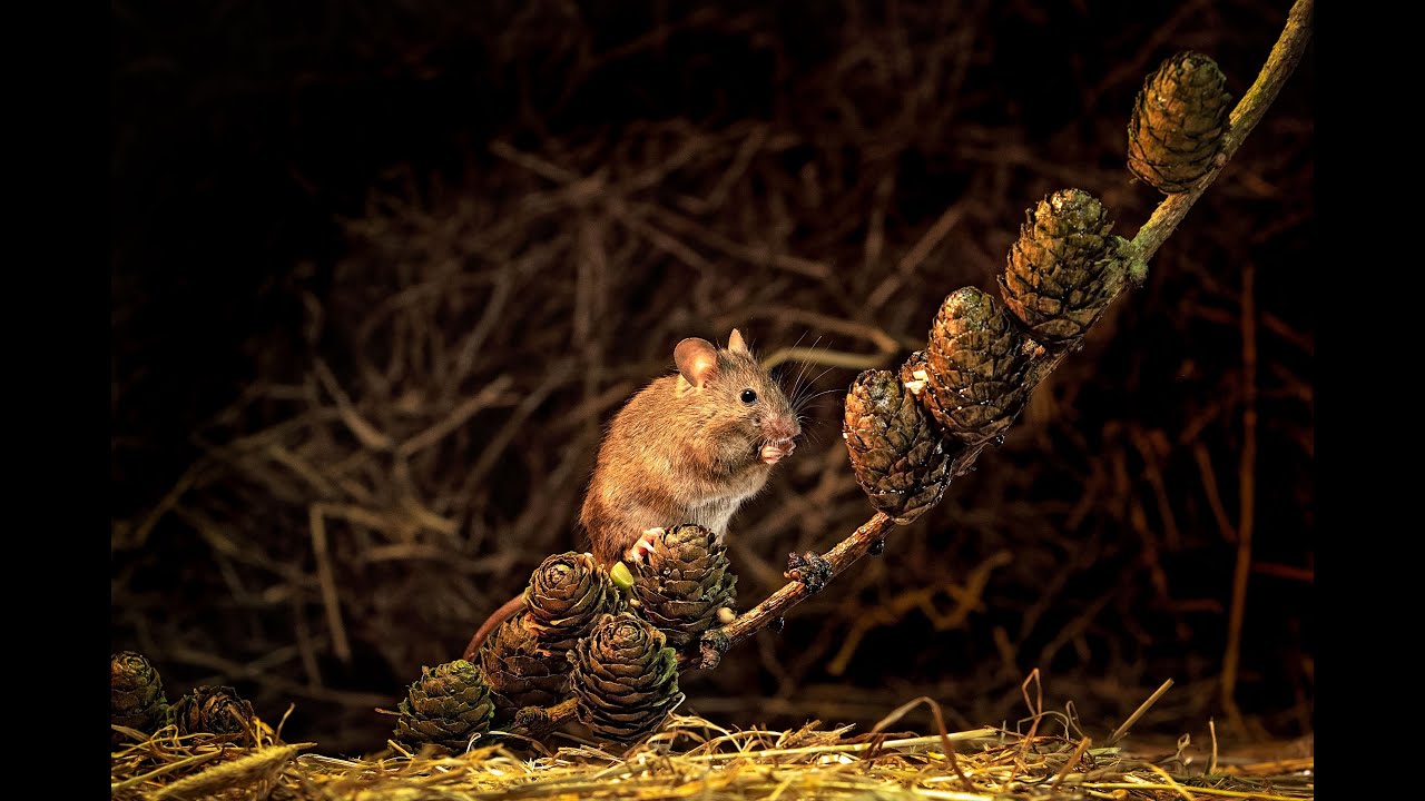 Wild House Mouse Photography with BTS & remote shooting