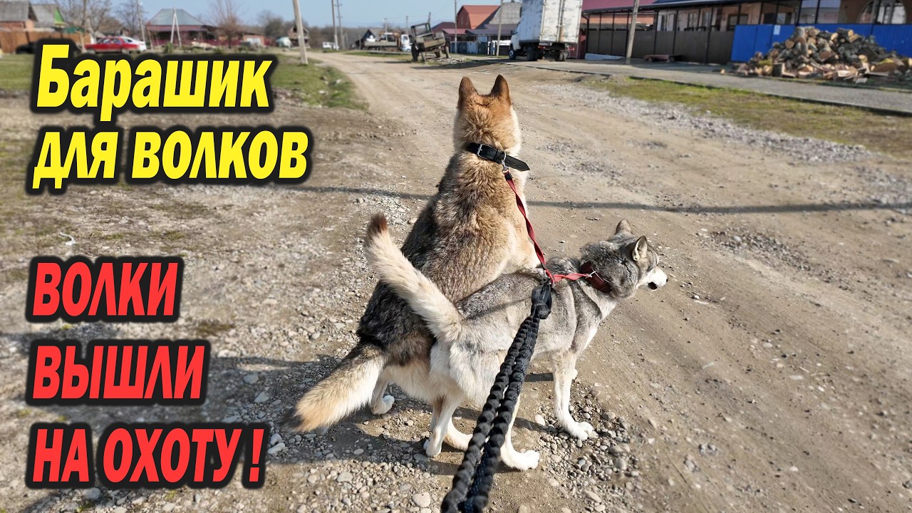 Прогулка с Волками по Деревне !!! С Волками в поисках жертвы !!! Хутор дрожит !!! Барашик для Волков