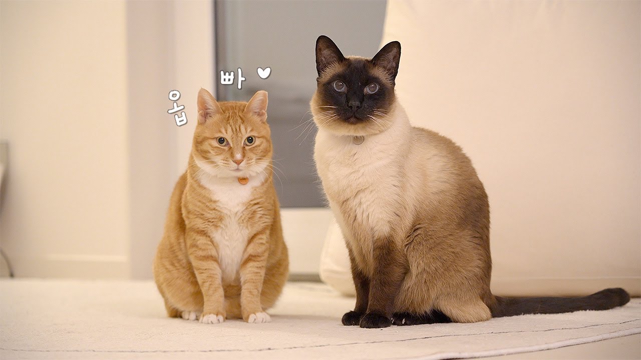 쪼끄만 아가씨가 온 뒤로 귀여움이 배가 됐다