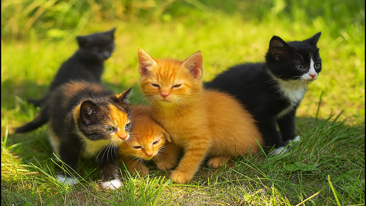 Cuteness Overload! Kittens, Bunnies, Puppies & Baby Lambs Bringing Pure Joy