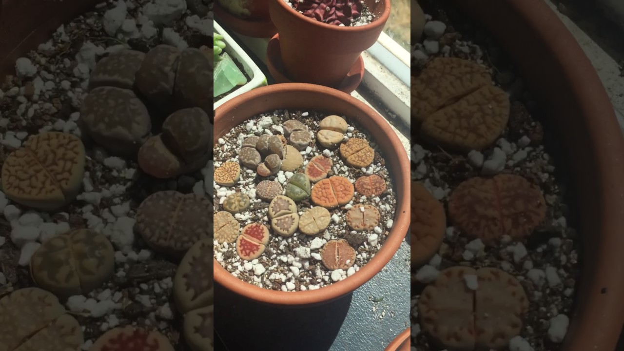 Lithops Needing Water