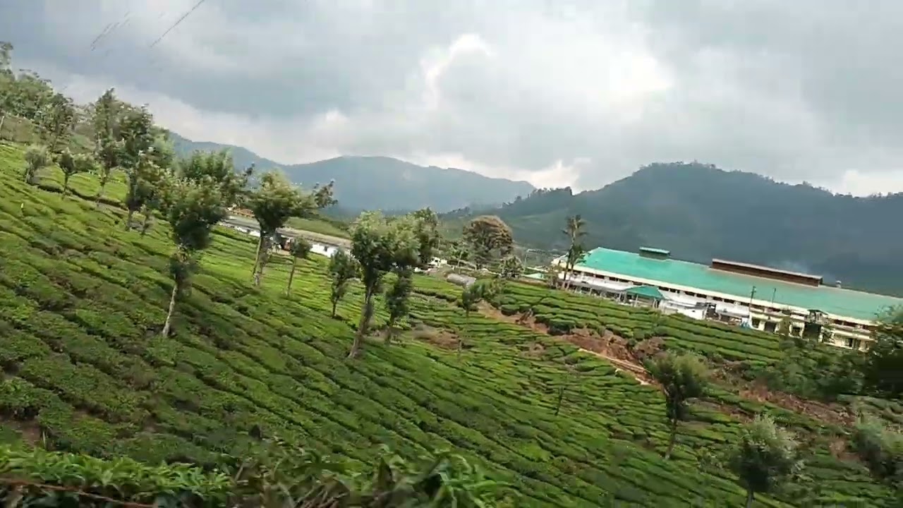 Contour Farming of Green tea plantations in Munnar, Kerala, India