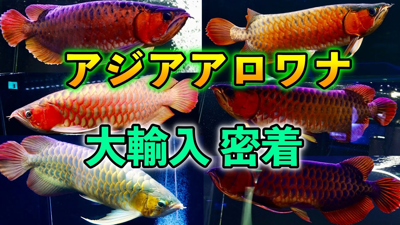 アロワナ完全密着　アジアアロワナ５０匹輸入搬入　アダルト紅龍から特殊金龍　鮮烈のラインナップ　[ベイサイドアクア]