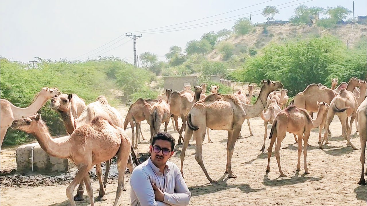 Me and my camels at water tank of our camel farm