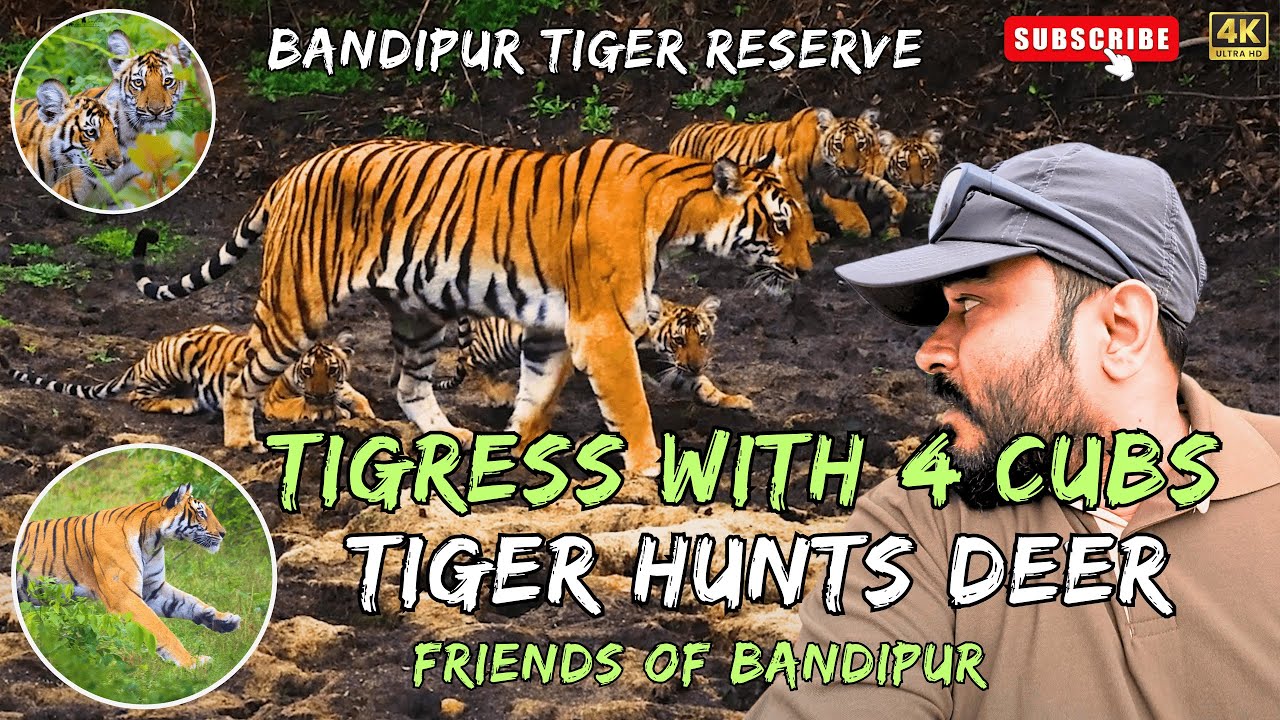 Tiger Hunts Deer || Tigress with 4 Cubs || Bandipur Tiger Reserve || Friends of Bandipur || Eng Sub