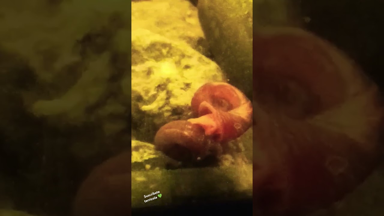 CARACOL PLANORBIS REPRODUCCION (Puesta de caracol PLANORBIS)