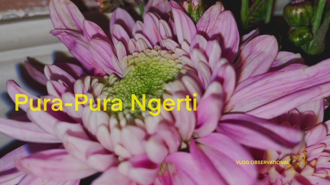 LO CUMA MAU KELIATAN PINTAR | VLOG OBSERVATIONAL 