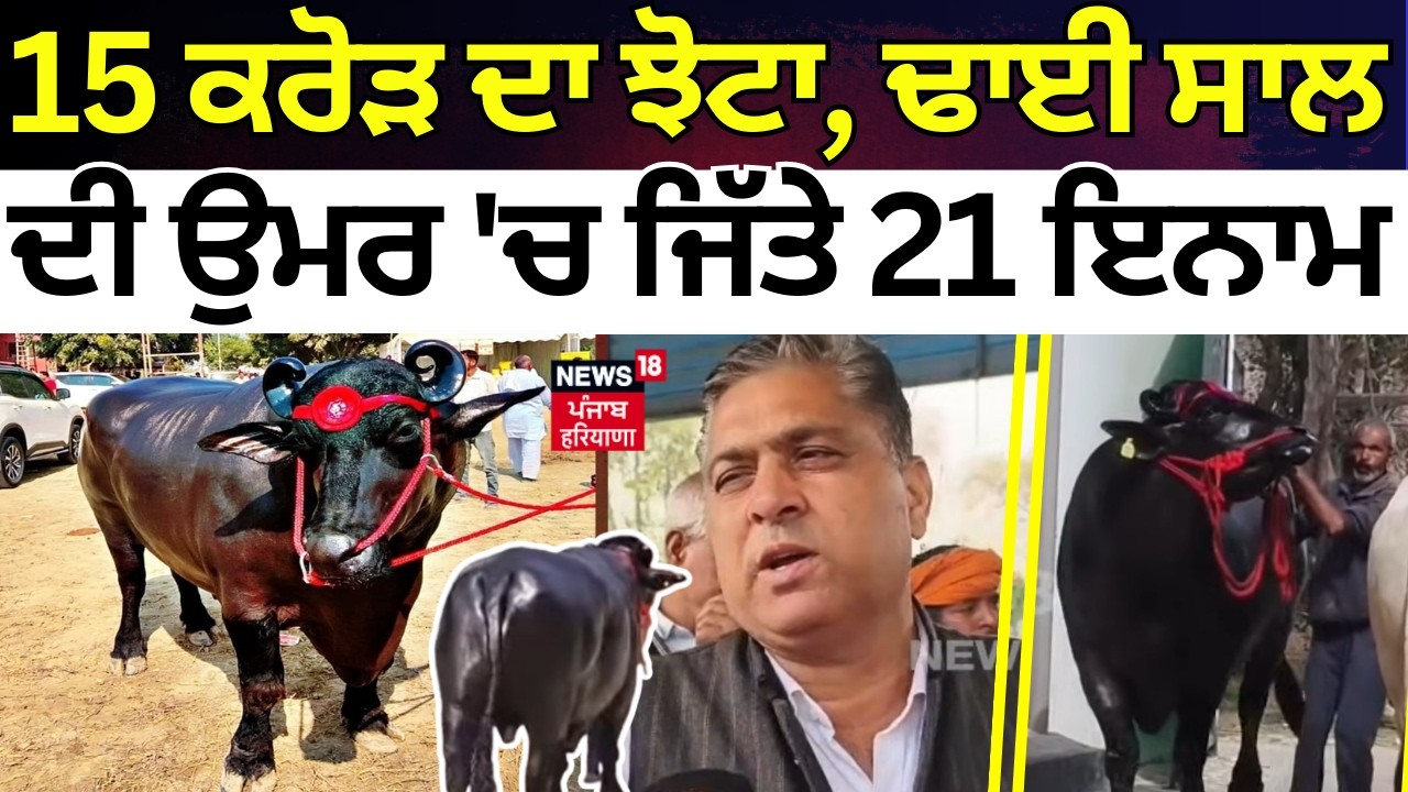 Panipat News| 15 ਕਰੋੜ ਦਾ ਝੋਟਾ, ਢਾਈ ਸਾਲ ਦੀ ਉਮਰ 'ਚ ਜਿੱਤੇ 21 ਇਨਾਮ | Sirsa Pashu Mandi Haryana | N18V