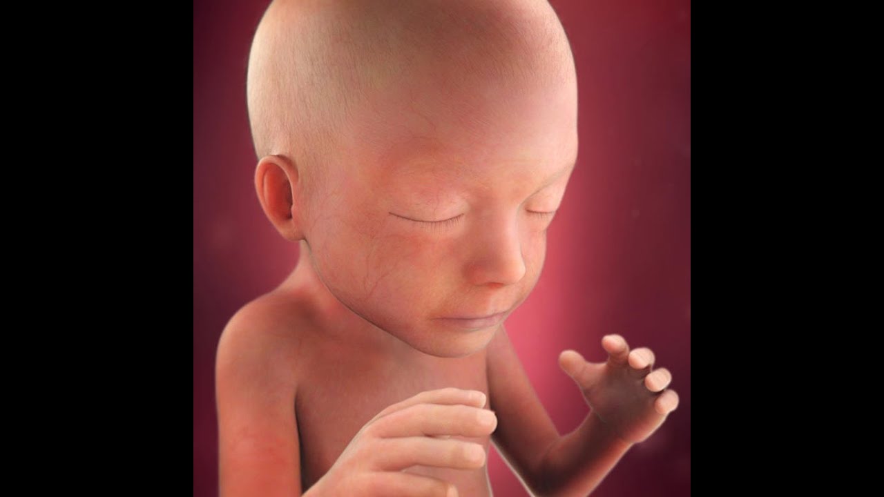 embriologia: formacion de cabeza y cuello