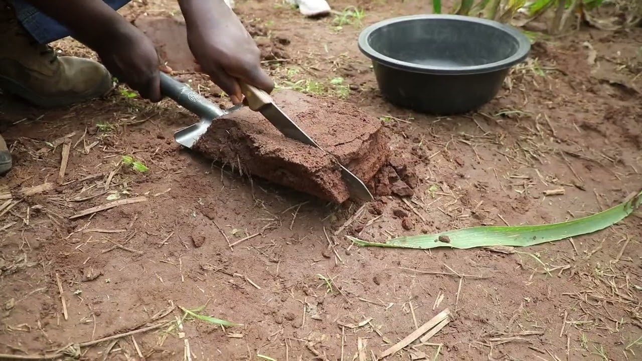 (S4A Sampling Protocol) 5: Collecting Soil Sample using Spade