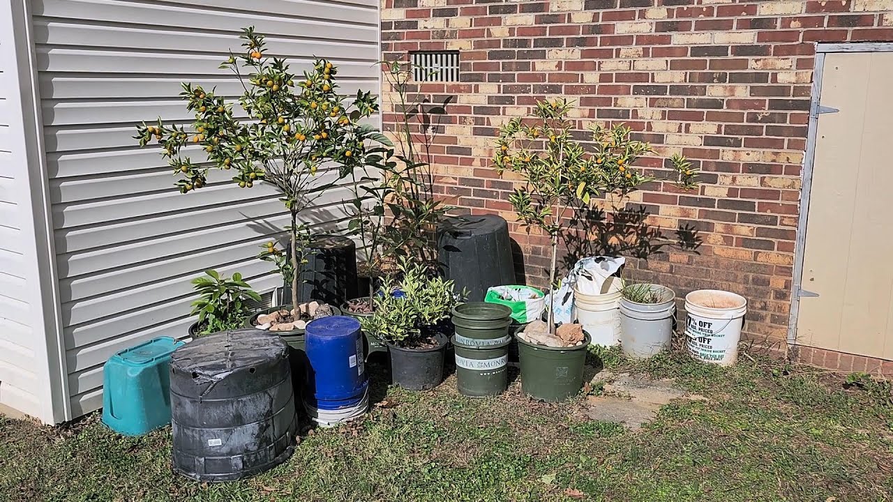 North Carolina Avocado Care as Nights Approach Freezing