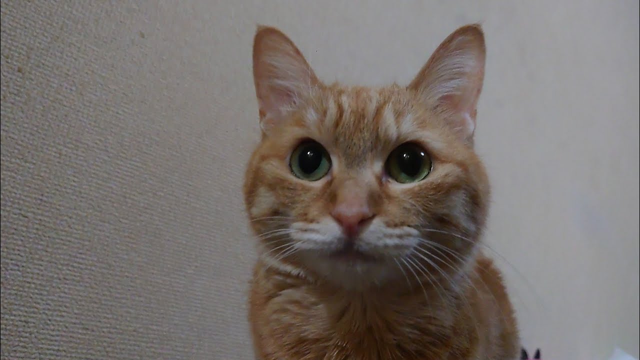 可愛い声を出してますけど。ライオンの家が横倒れて、ちょっと戦闘モードですね。#cat #cute #cutecat #orangecat #猫 #かわいい #かわいい猫 #茶トラ