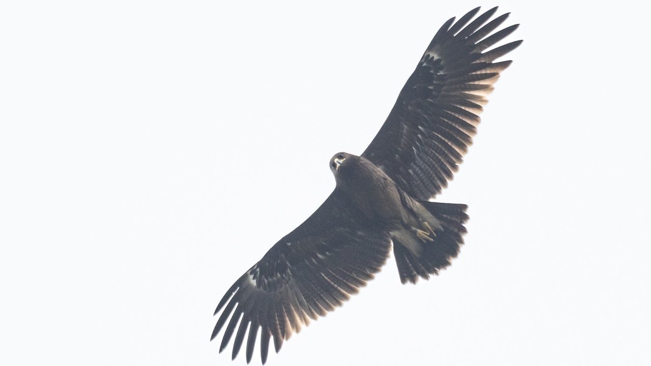 Greater Spotted Eagle (Clanga clanga) soaring in slow-mo