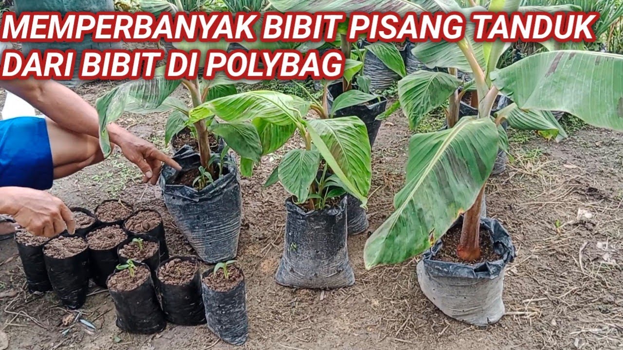 Cara Memperbanyak Bibit Pisang Tanduk Dari Bibit Di Polybag.