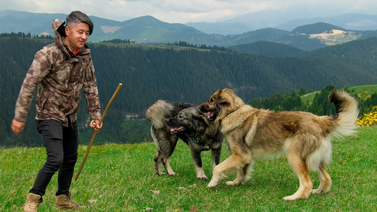 Пастух на плато Аладжа | Документальный фильм