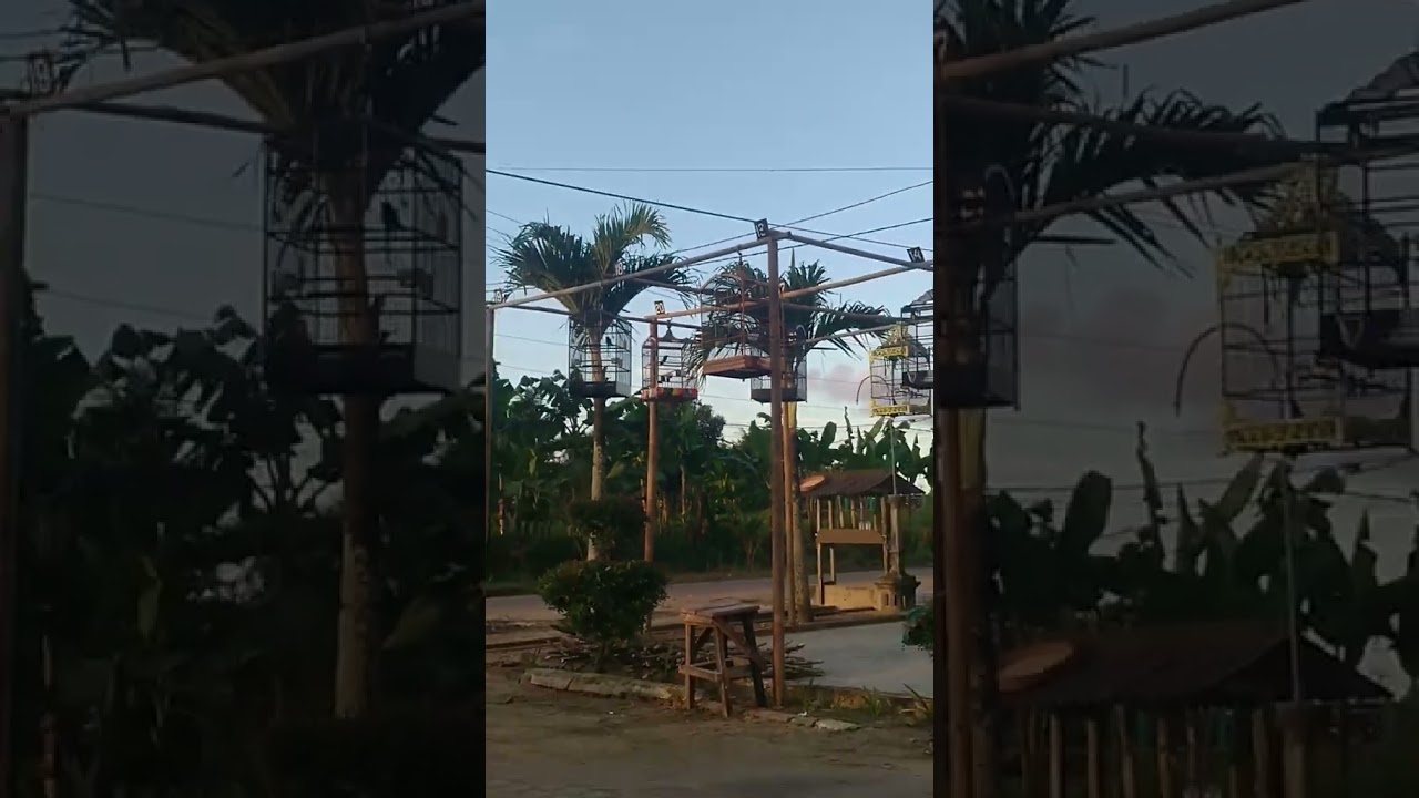 #burungmania