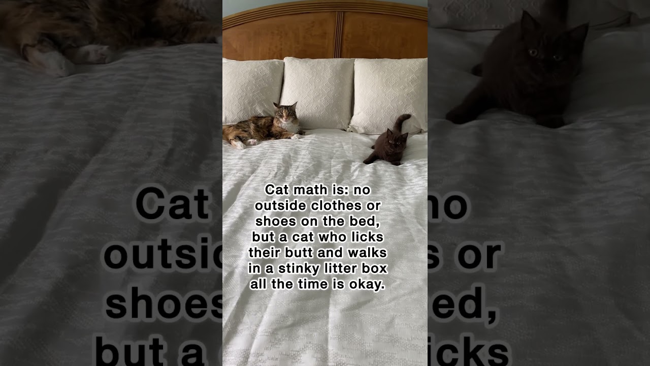 Cat math 😹 #mikaandmocha
