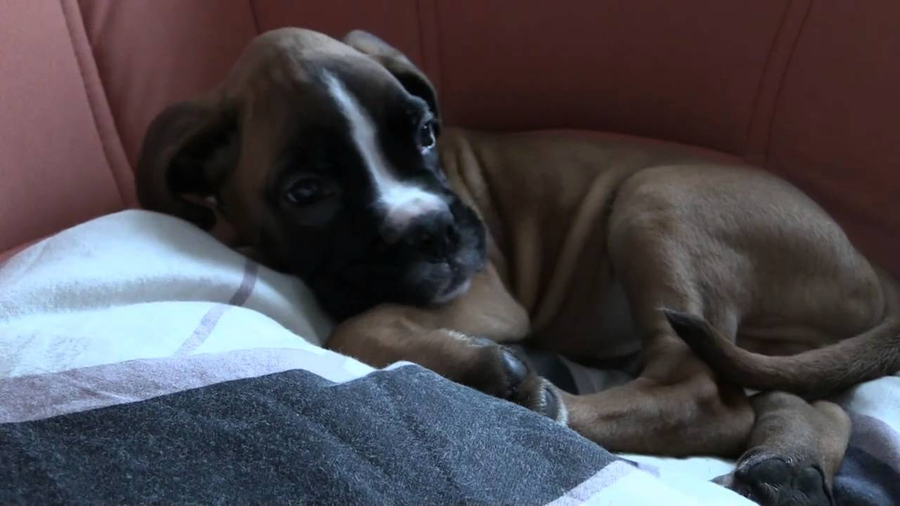 My Name is Duke.  I'm a boxer #sweet puppy #welp