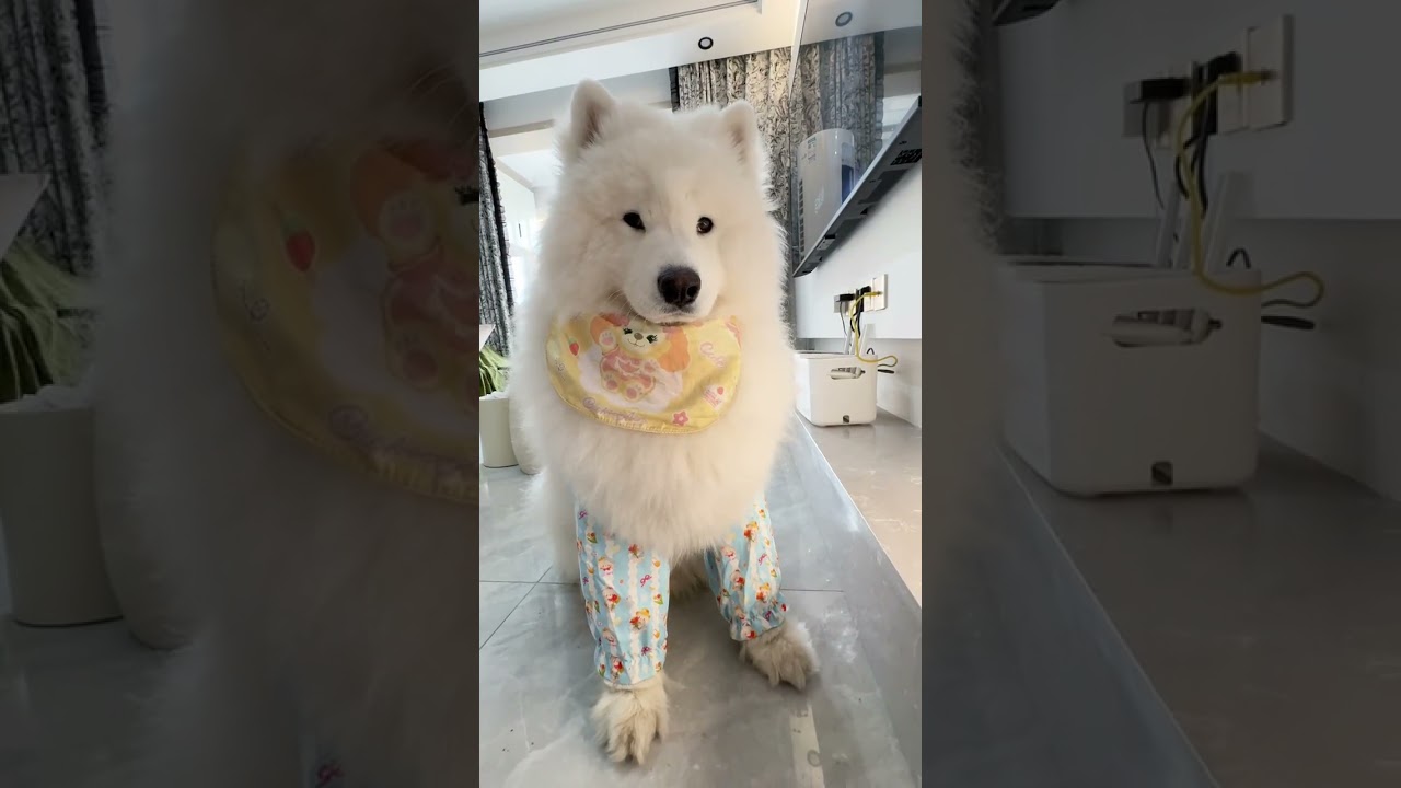 Cute Samoyed's Playdate Adventure: Join the Viral Fun