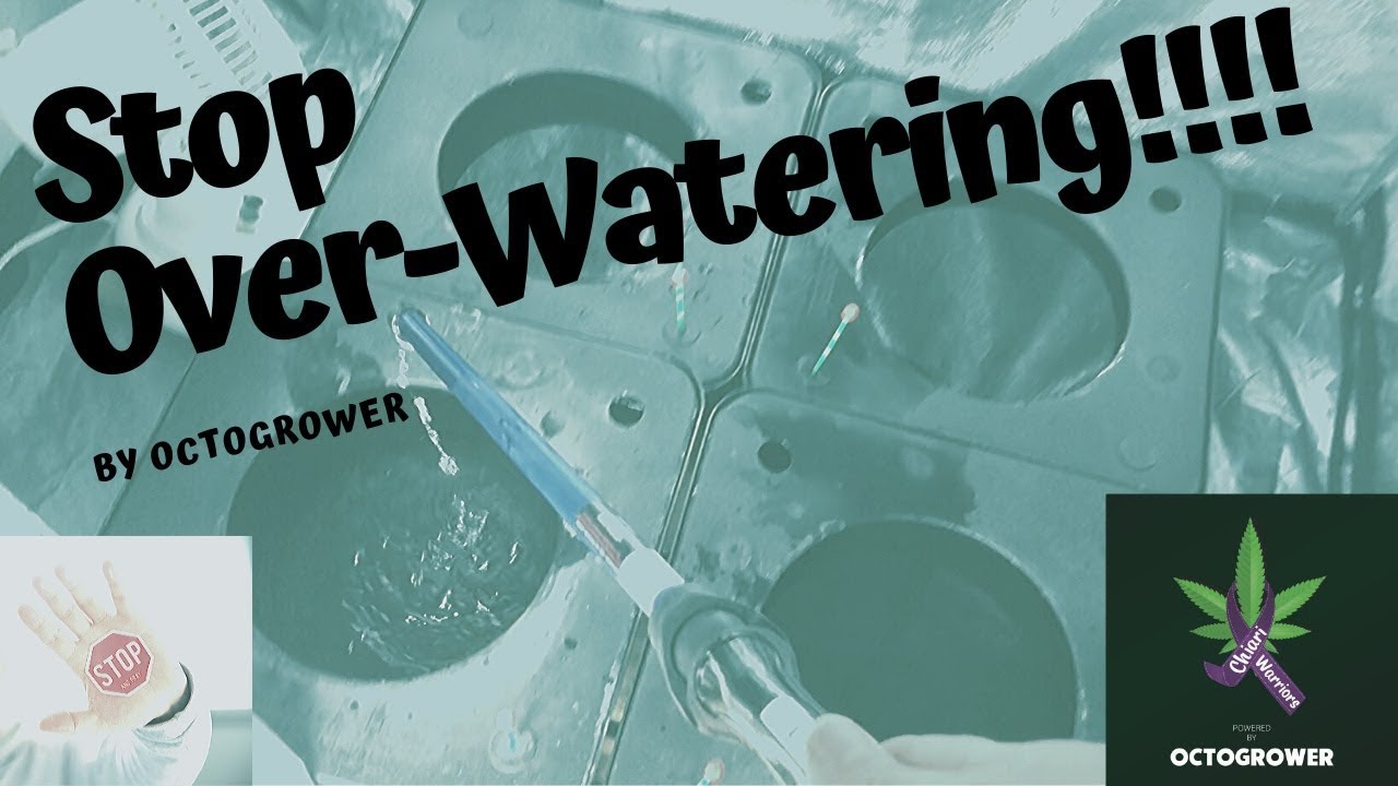 Stop Overwatering | Octogrower